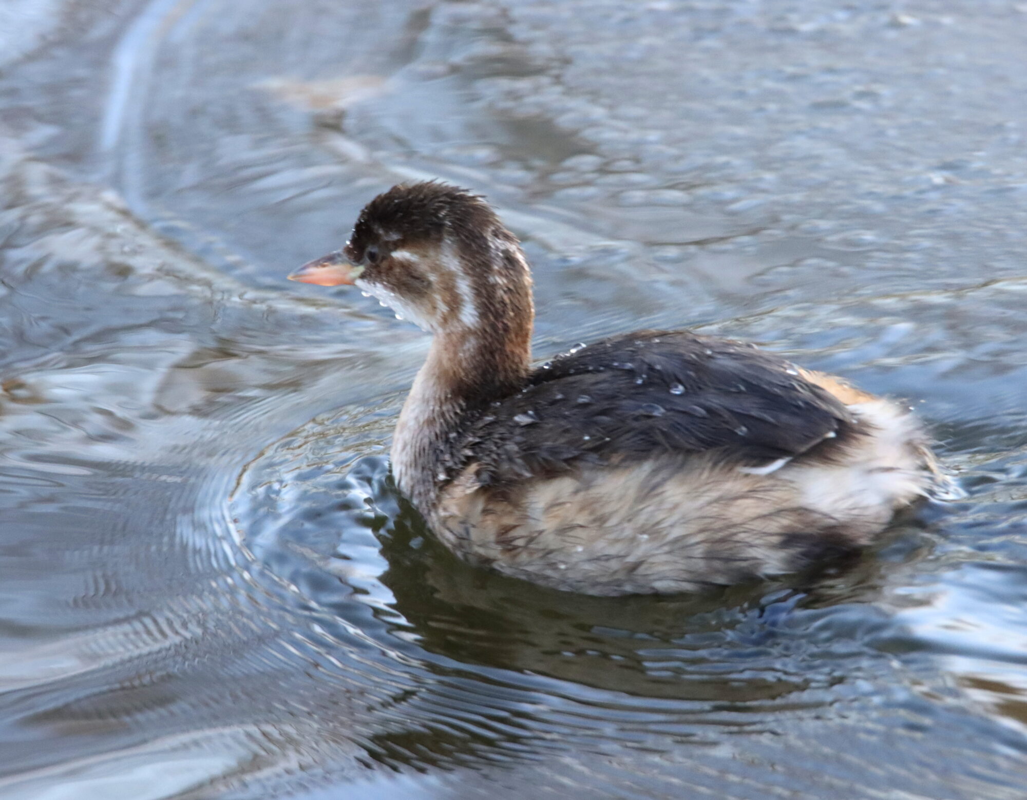 Valokuvaaja: Irja Lehtinen Valokuvaaja: Irja Lehtinen