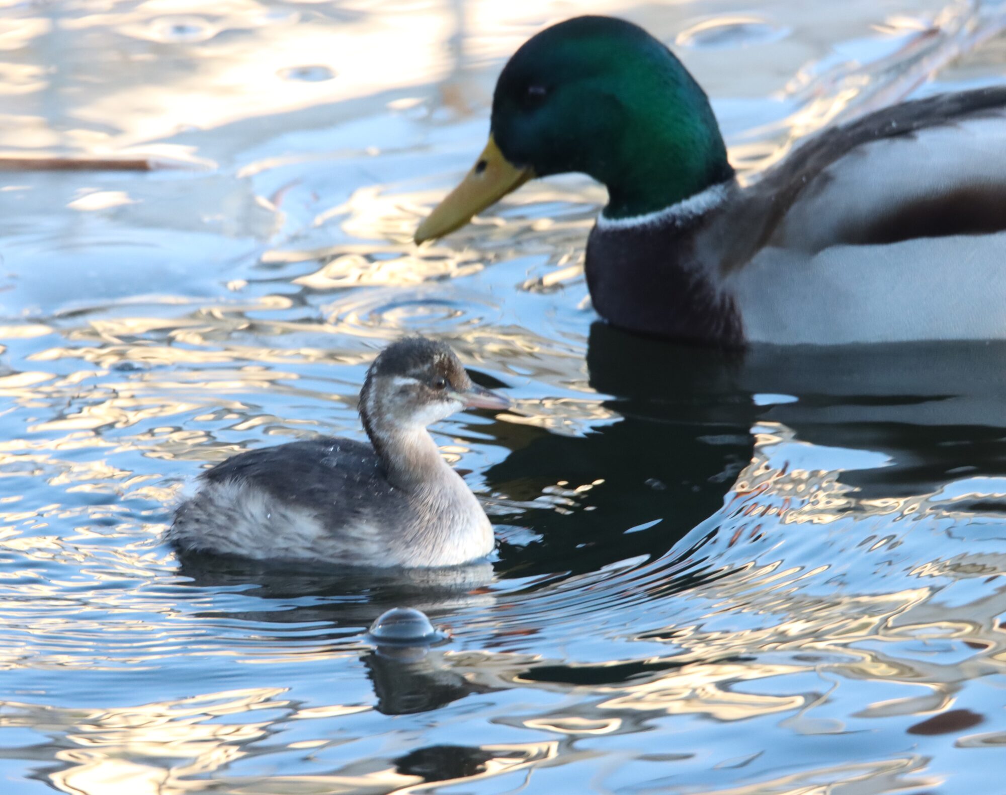 Valokuvaaja: Irja Lehtinen