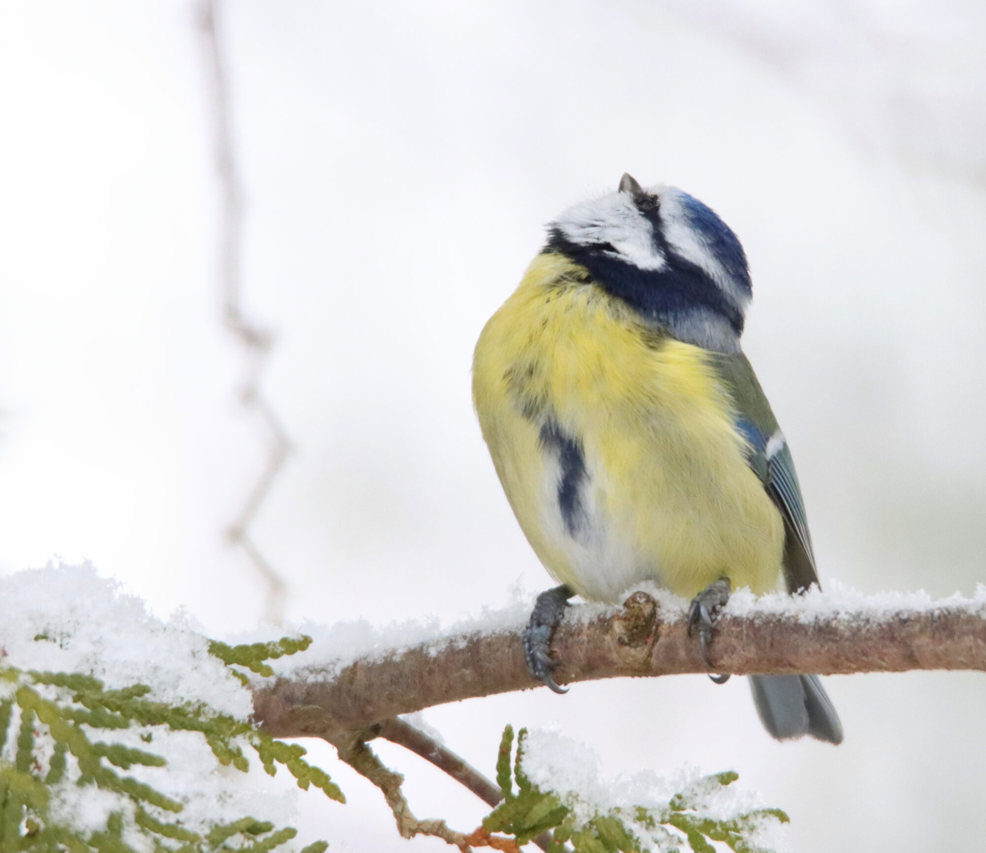 Valokuvaaja: Irja Lehtinen
