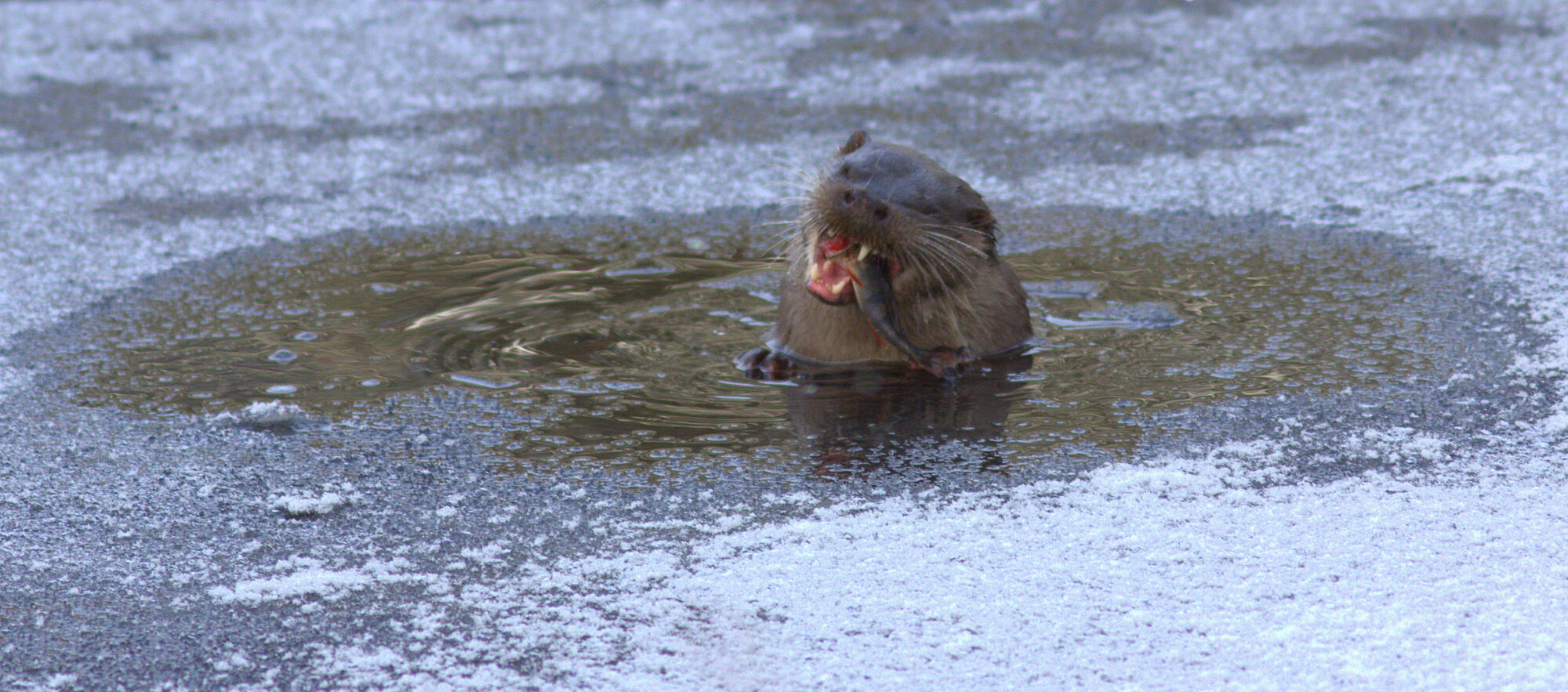 Valokuvaaja: tapio keinonen