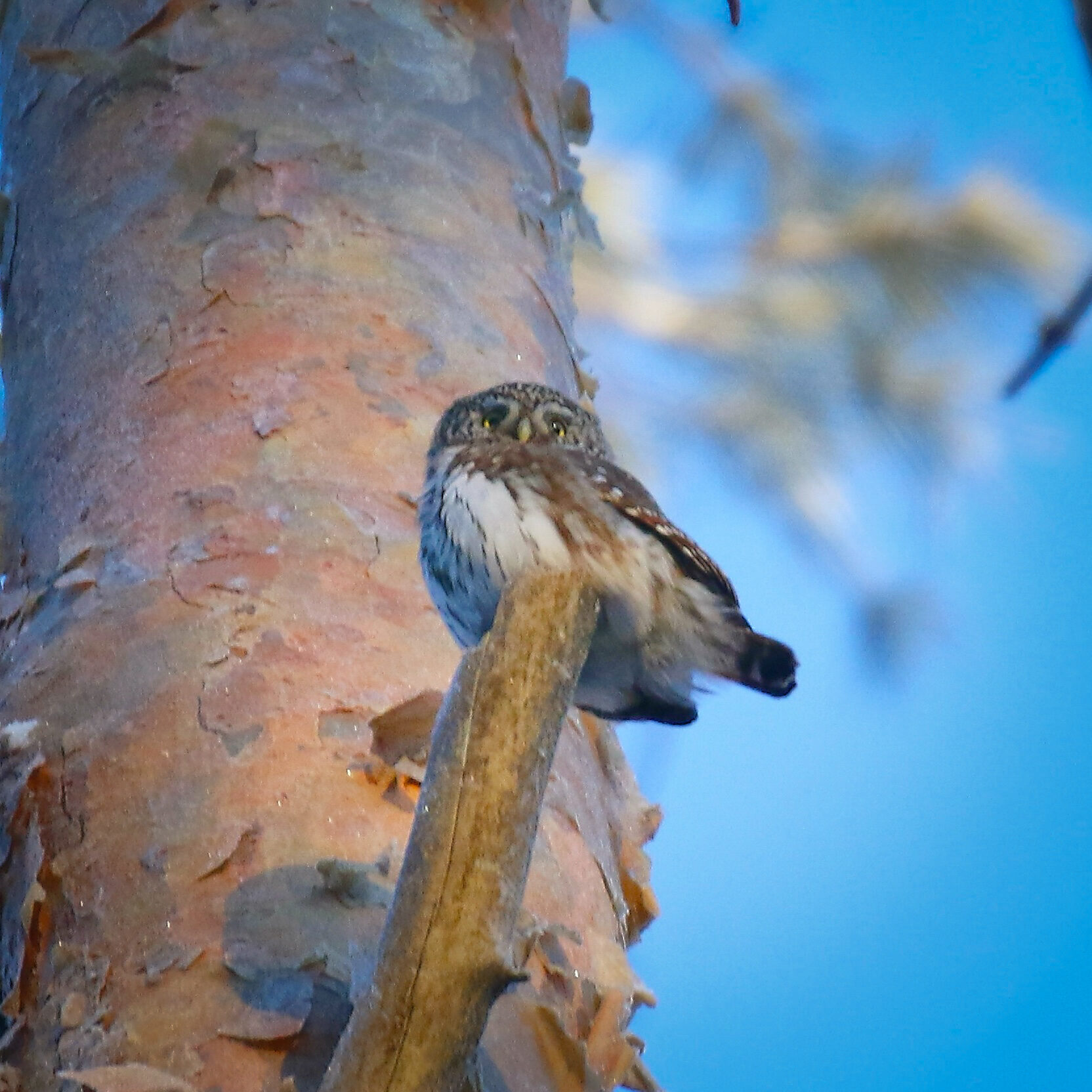 Valokuvaaja: Mikko Siikavesi