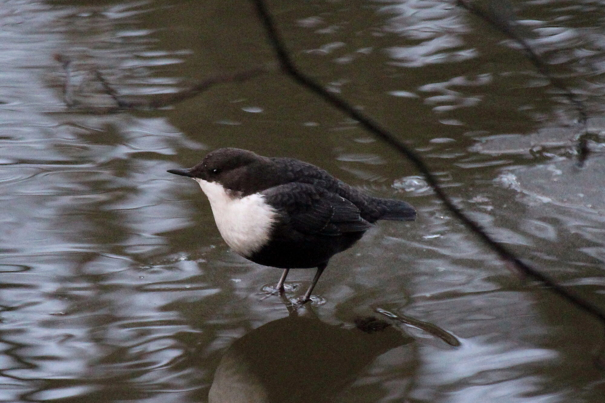 Valokuvaaja: Kirsi-Marja Joenpolvi