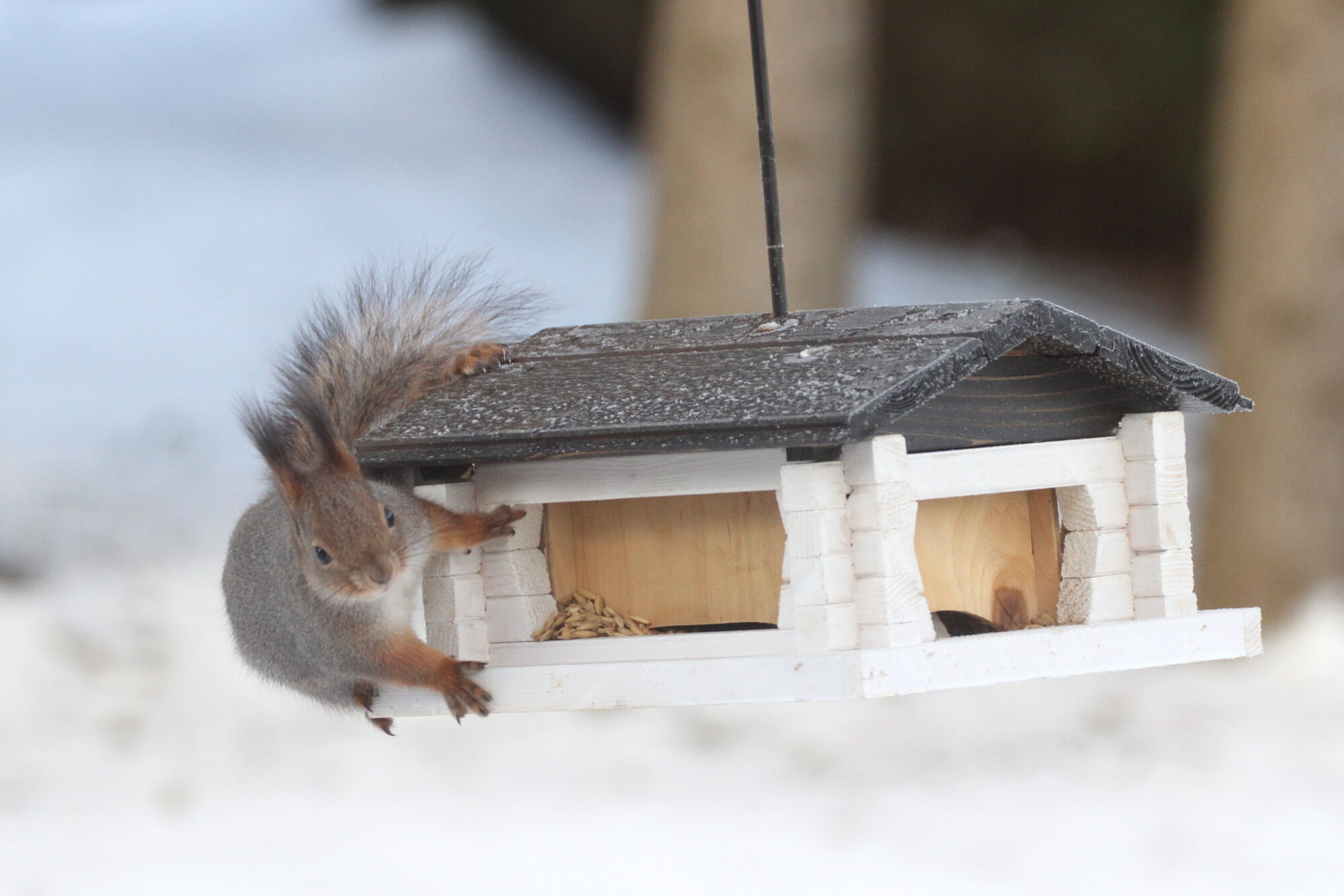 Valokuvaaja: Kaarlo Asikainen