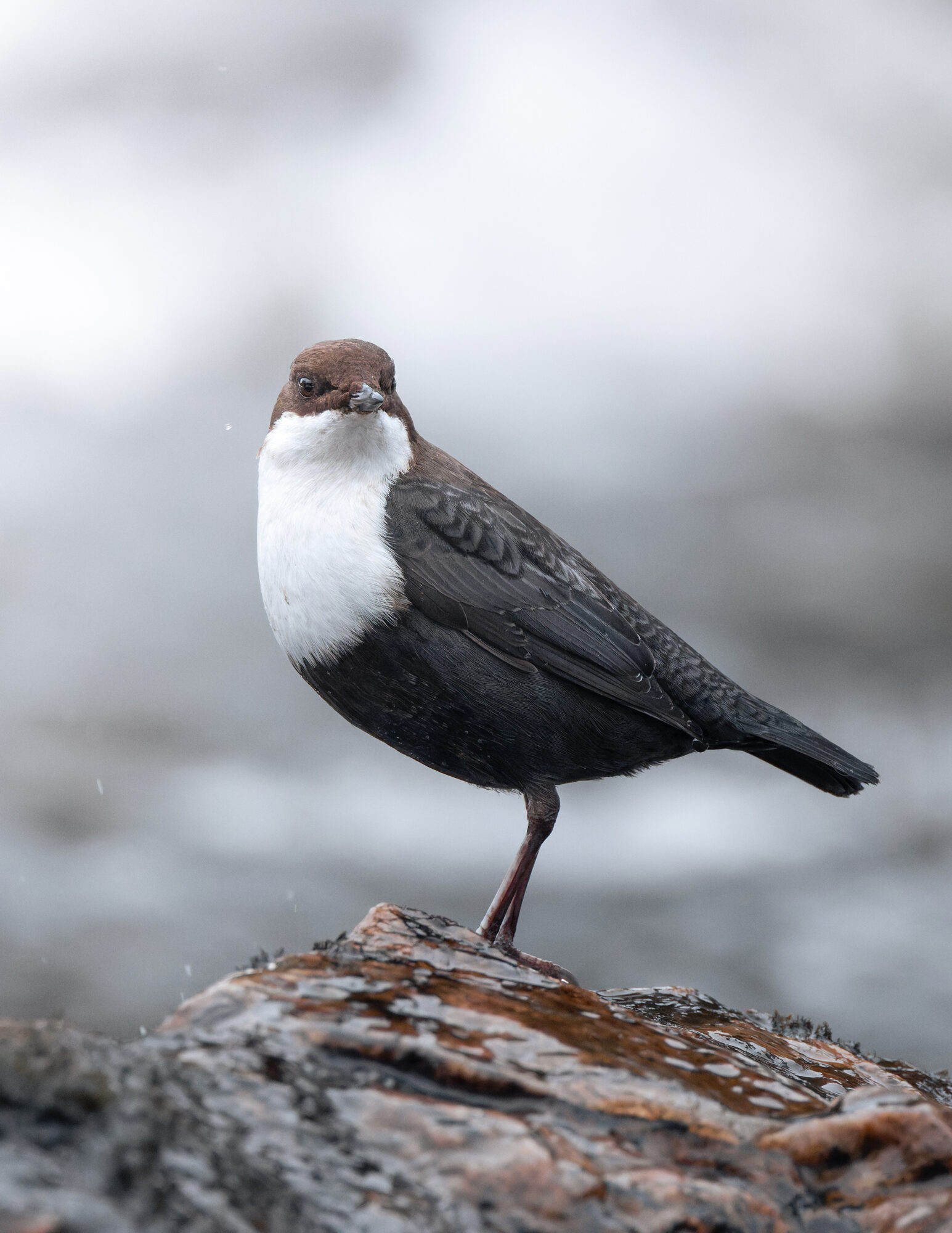 Valokuvaaja: Laura Lehtola