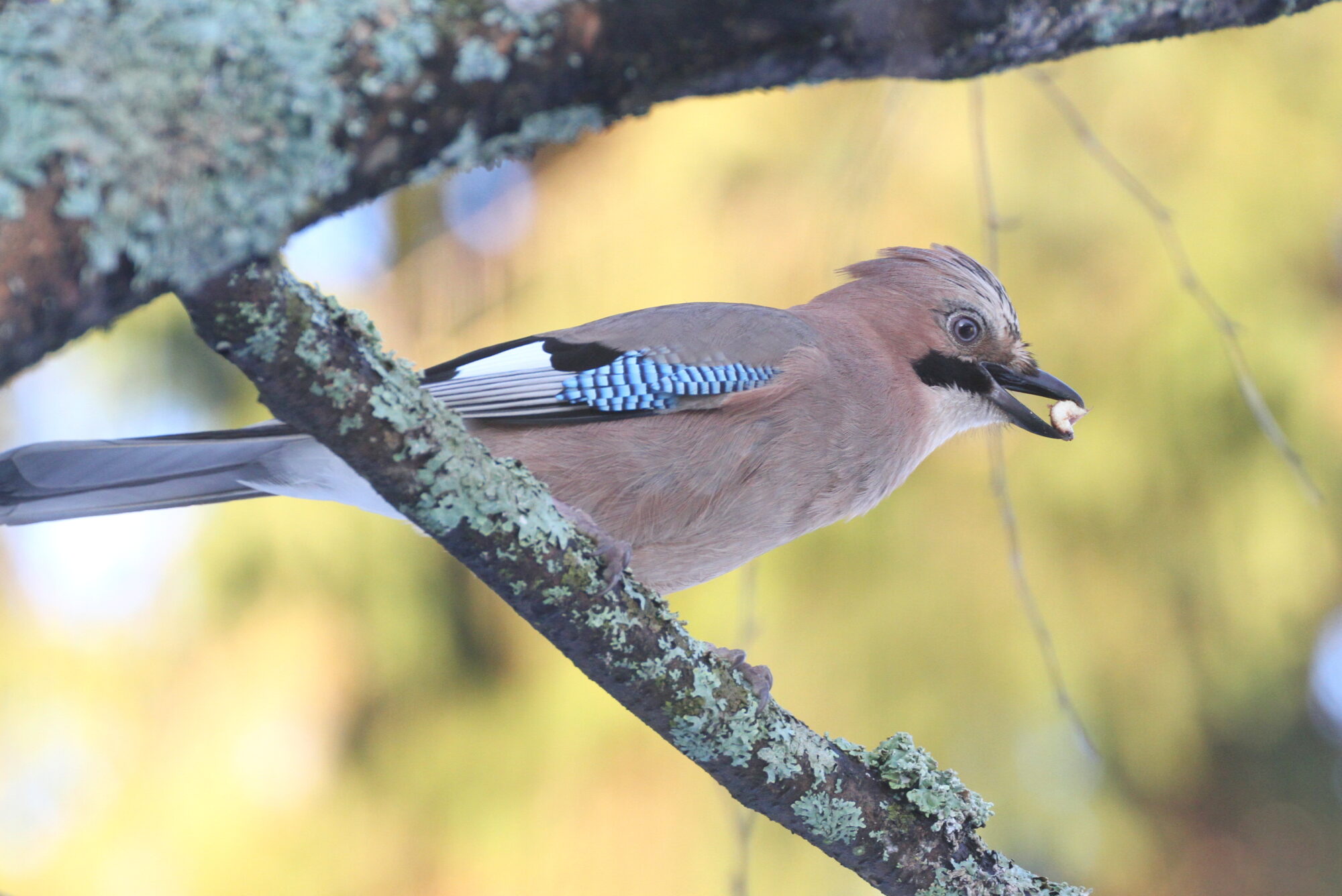 Valokuvaaja: Kaarlo Asikainen