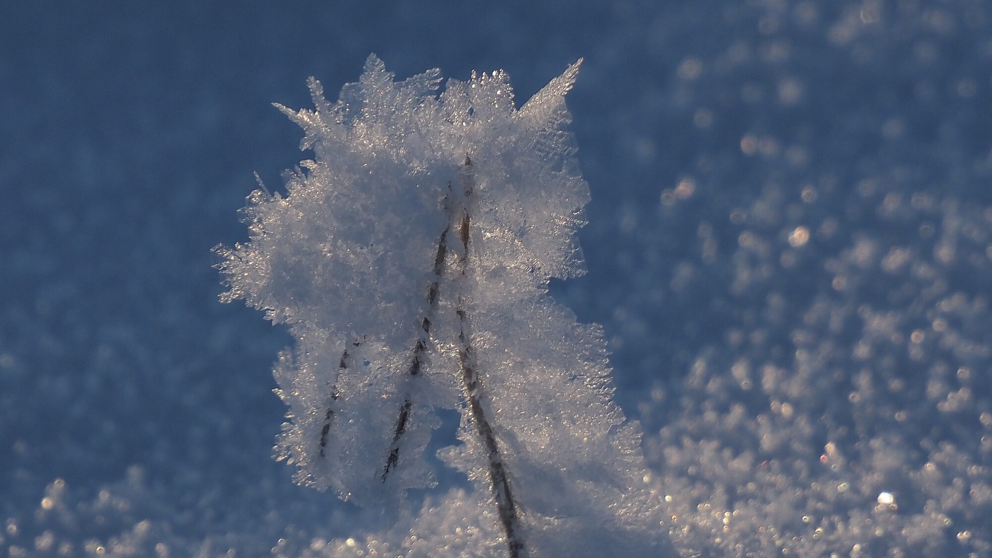 Valokuvaaja: Arja Valtonen Valokuvaaja: Arja Valtonen