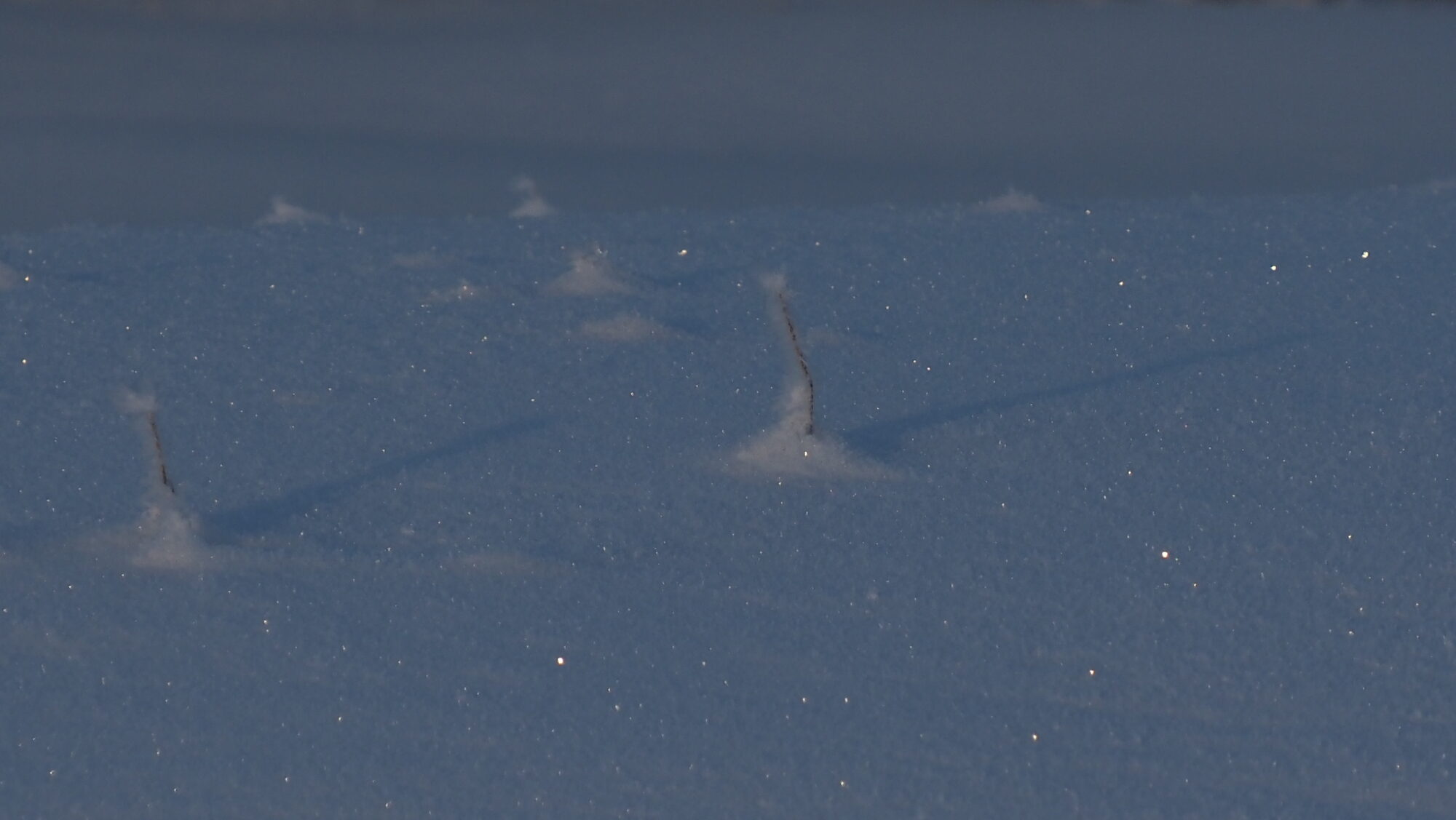 Valokuvaaja: Arja Valtonen