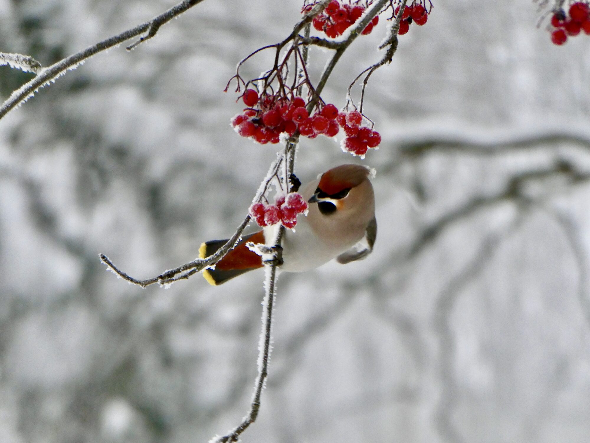 Valokuvaaja: Liisa Niiva-Korpela