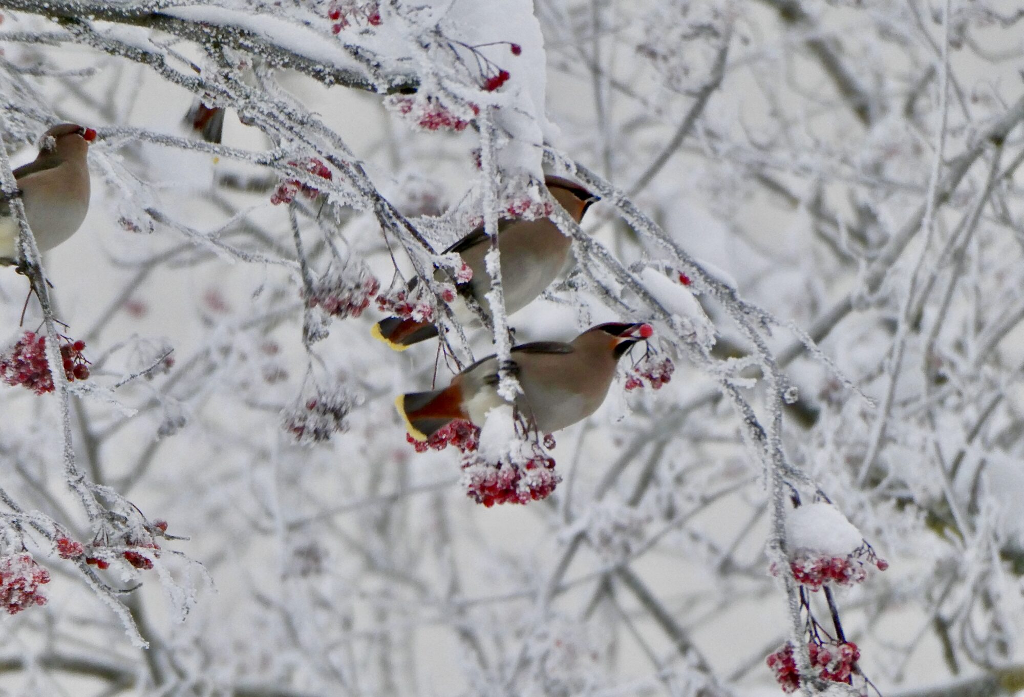 Valokuvaaja: Liisa Niiva-Korpela Valokuvaaja: Liisa Niiva-Korpela