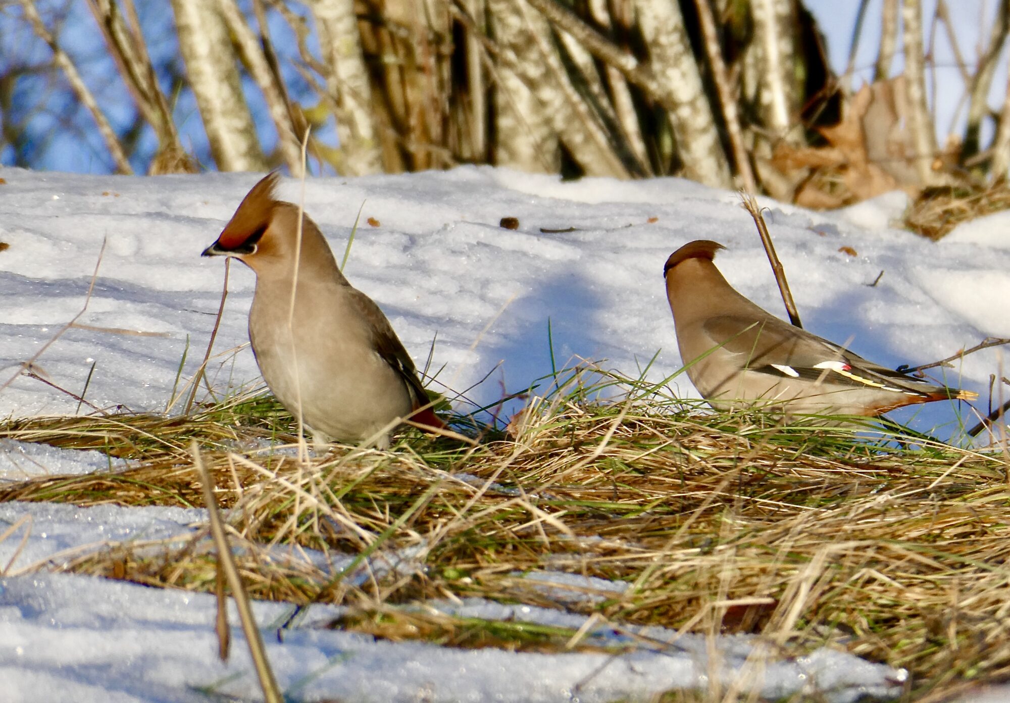 Valokuvaaja: Liisa Niiva-Korpela Valokuvaaja: Liisa Niiva-Korpela