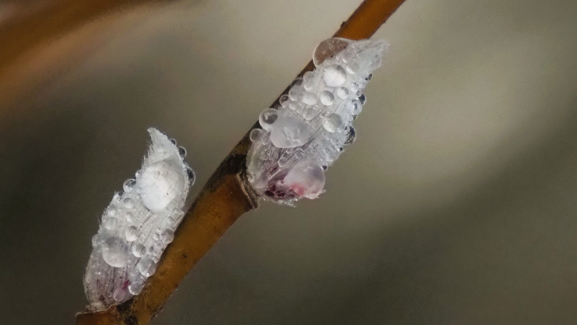 Valokuvaaja: Arja Valtonen