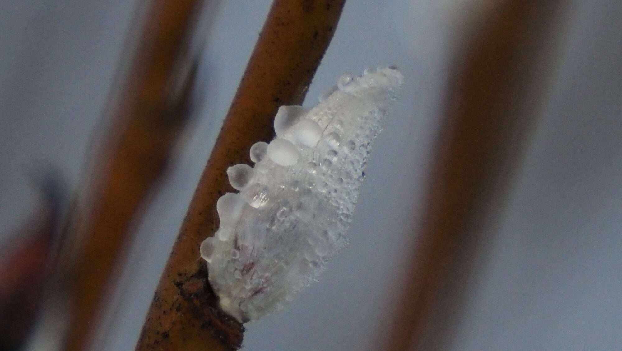 Valokuvaaja: Arja Valtonen