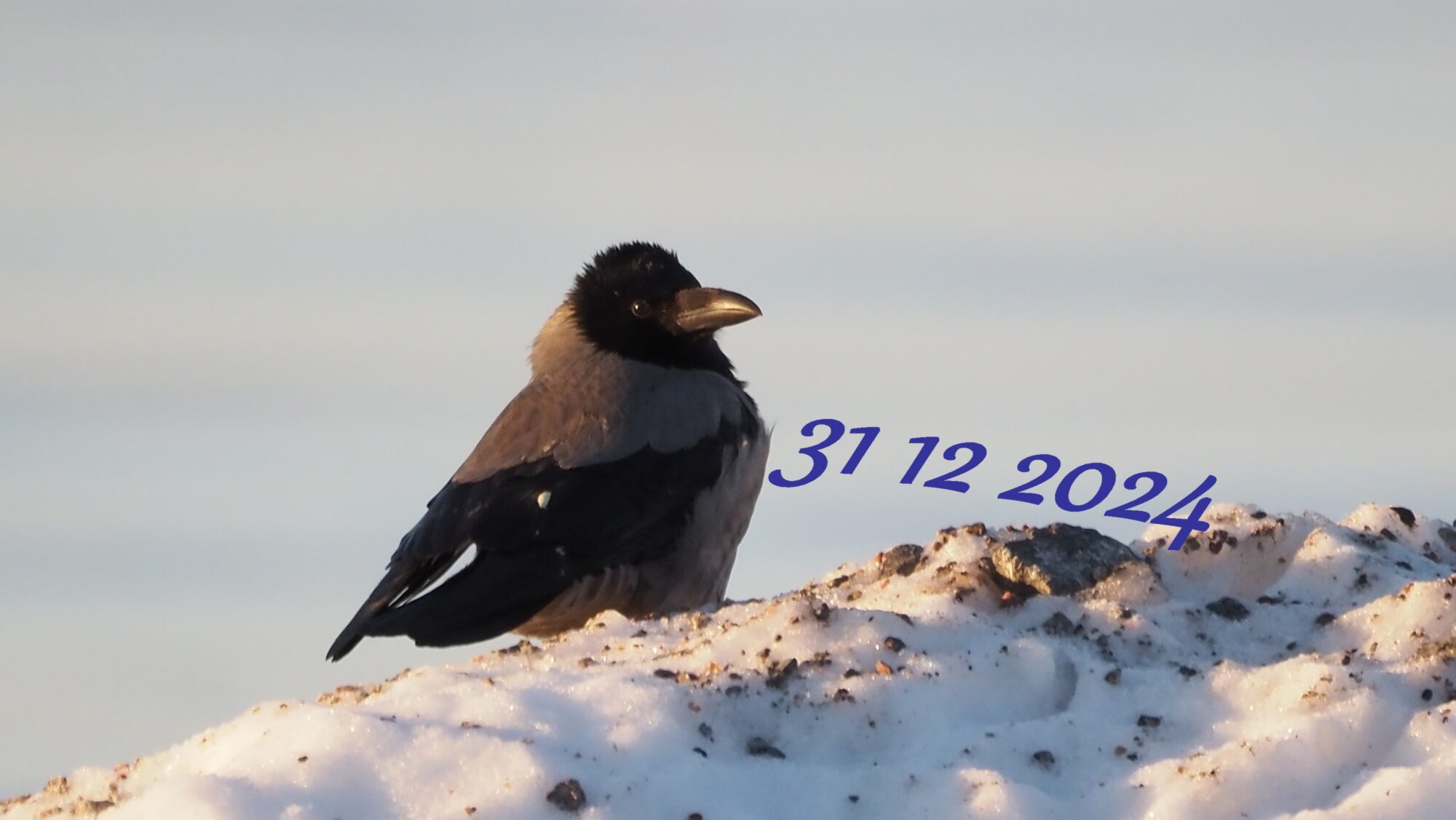 Valokuvaaja: Arja Valtonen