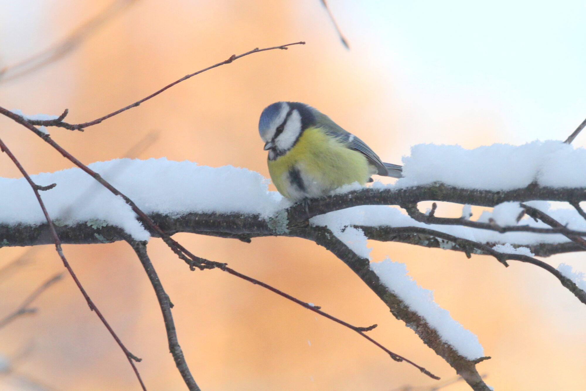 Valokuvaaja: Kaarlo Asikainen
