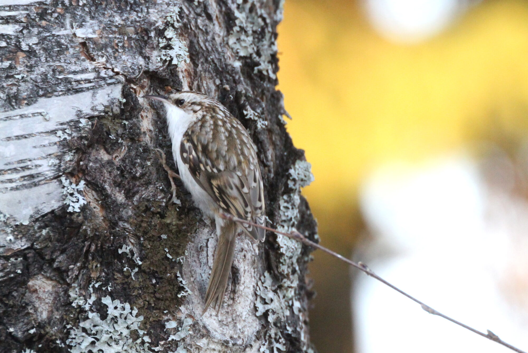 Valokuvaaja: Kaarlo Asikainen