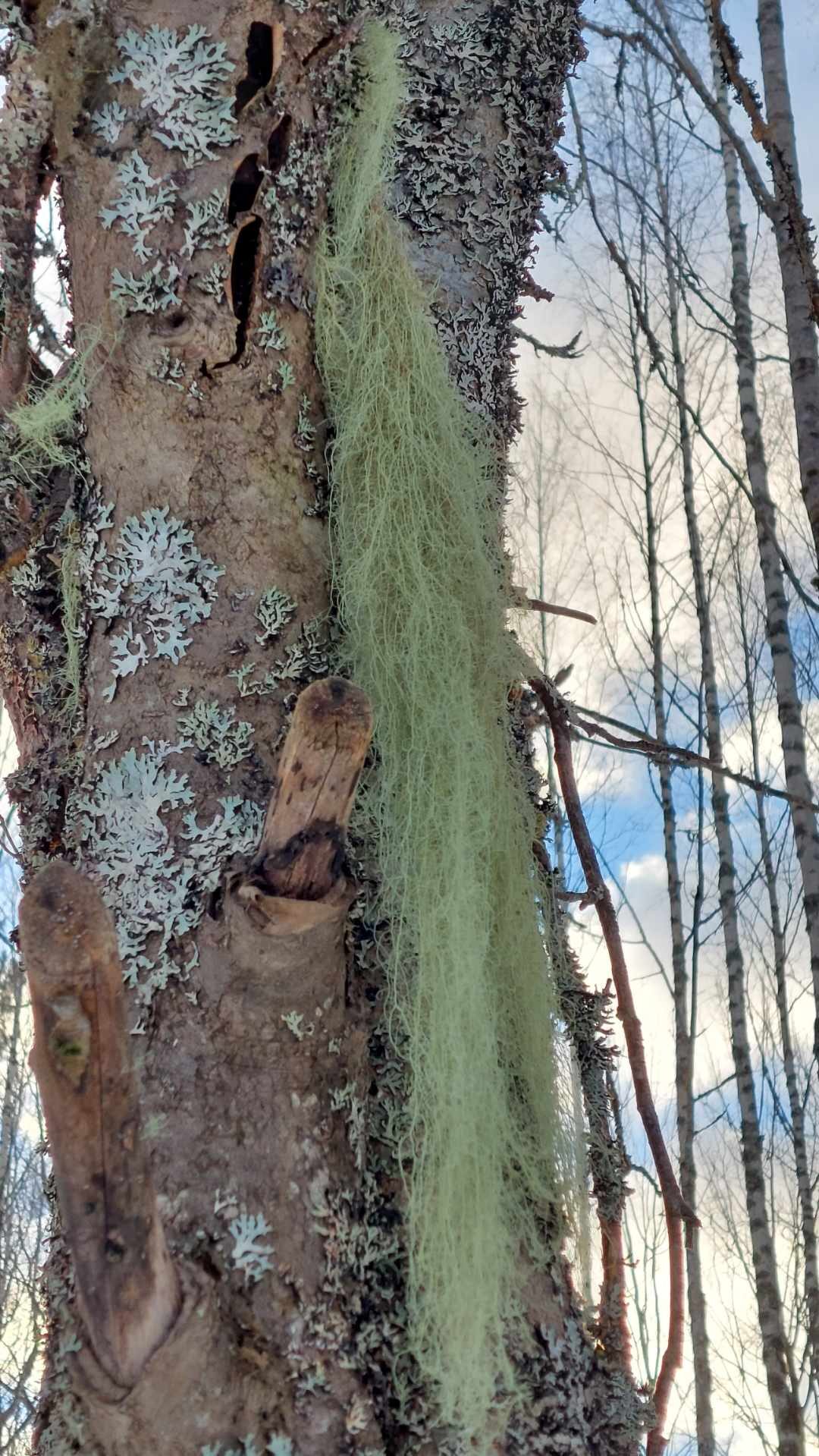 Valokuvaaja: Tarja Naukkarinen