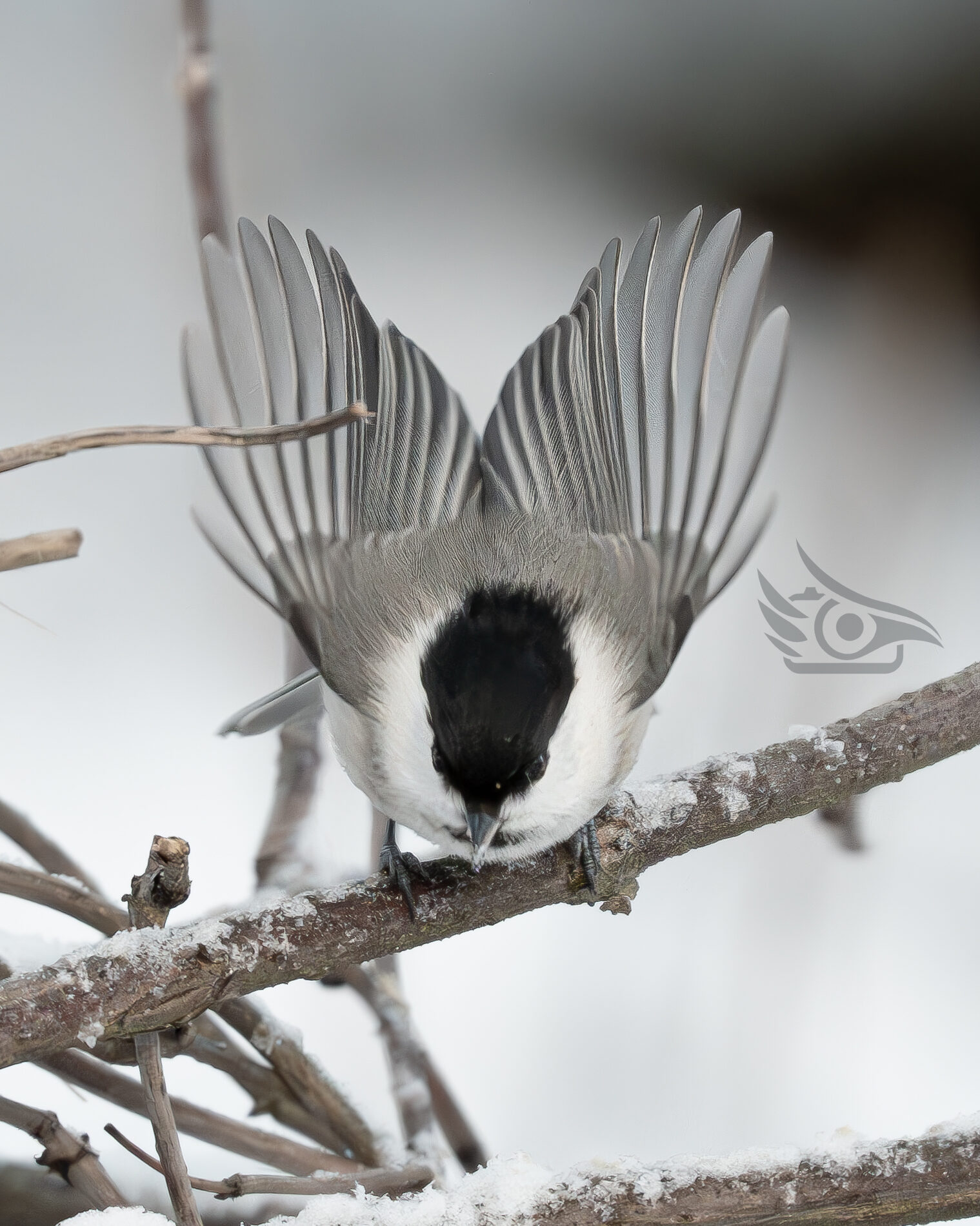 Valokuvaaja: Milla Rannila