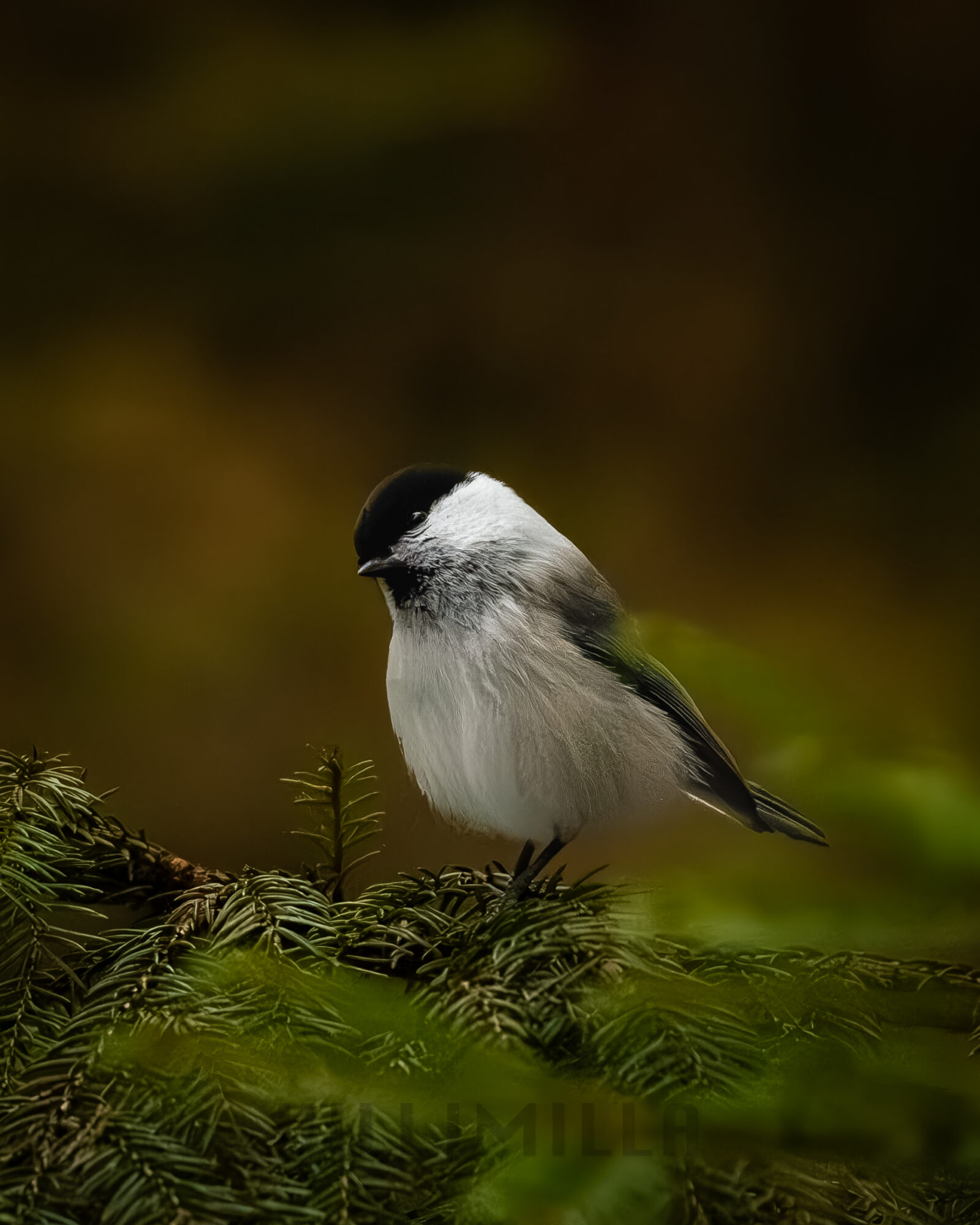 Valokuvaaja: Milla Rannila