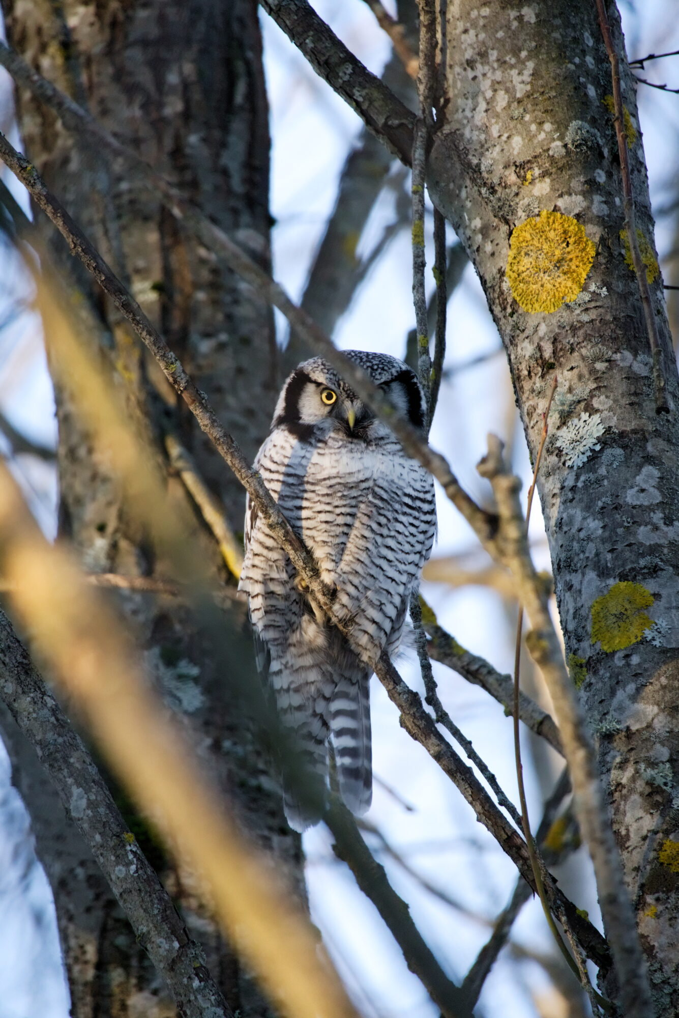 Valokuvaaja: Samu Leinonen