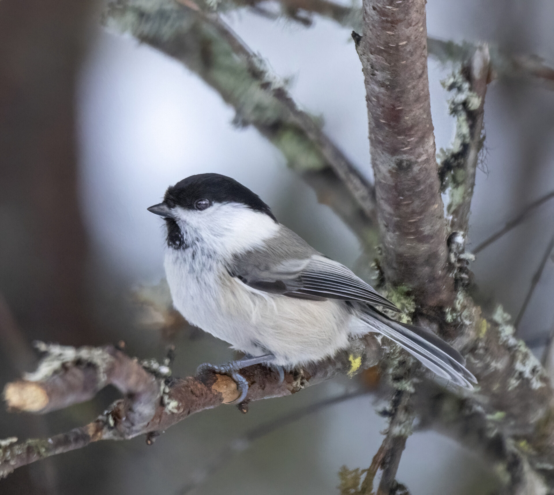 Valokuvaaja: Hannu Tikkanen