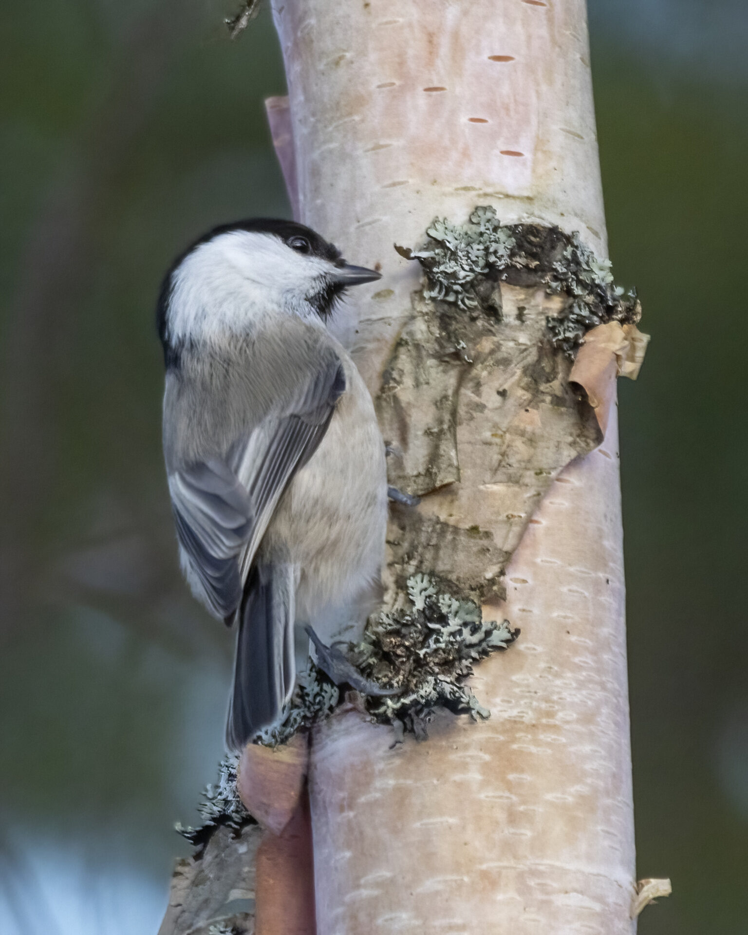 Valokuvaaja: Hannu Tikkanen