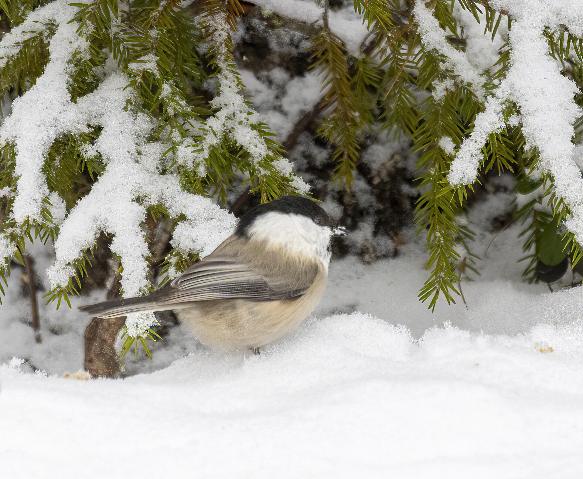 Valokuvaaja: Hannu Tikkanen