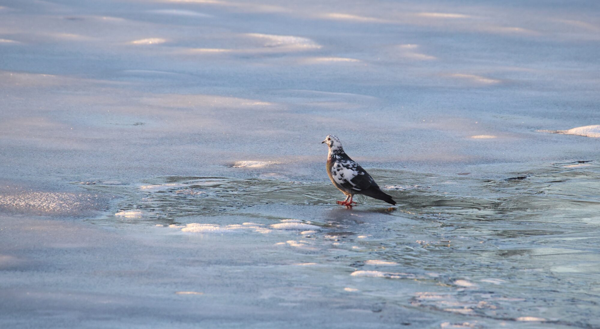 Valokuvaaja: Jaana Saarelainen