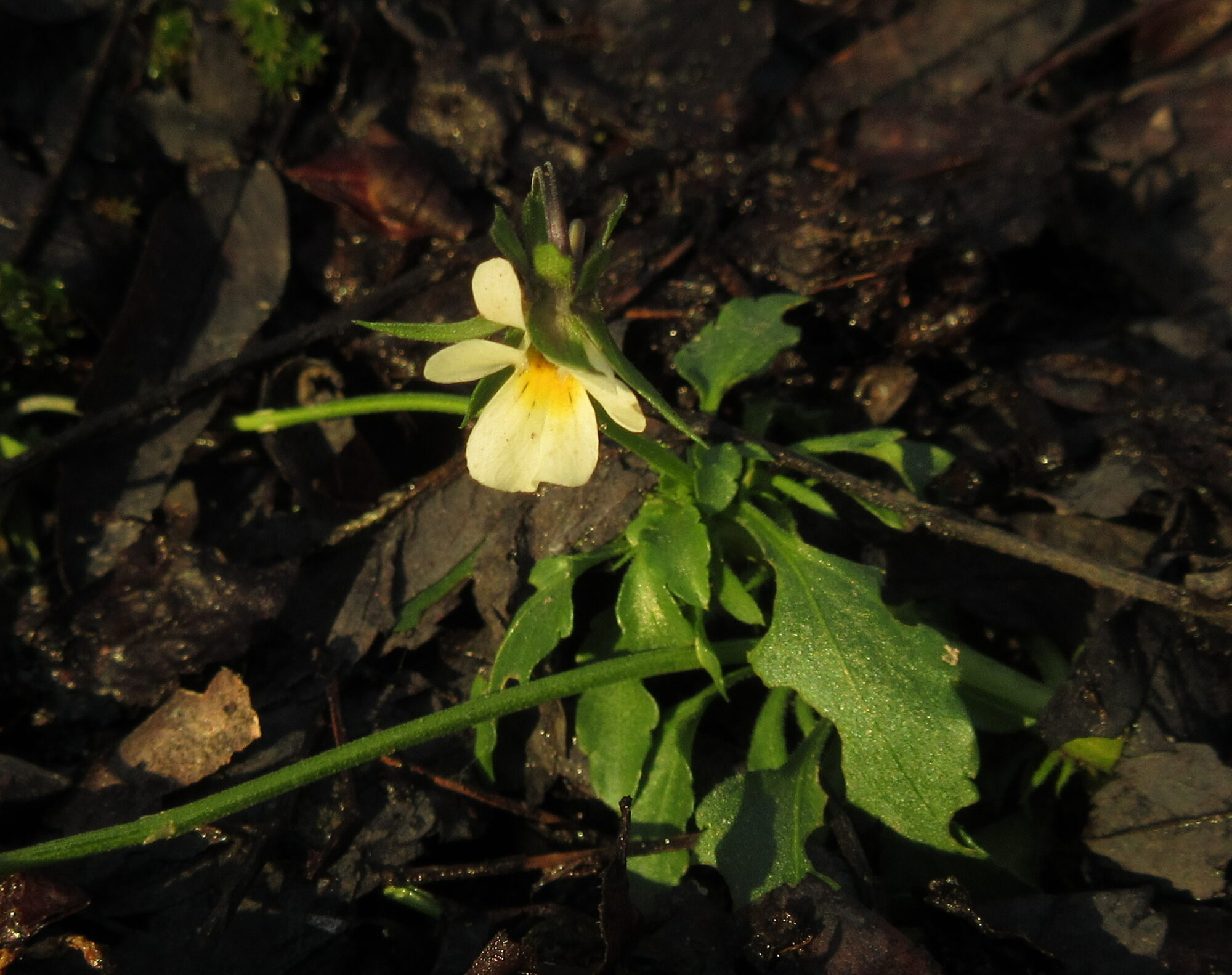 Valokuvaaja: Jouni Uski