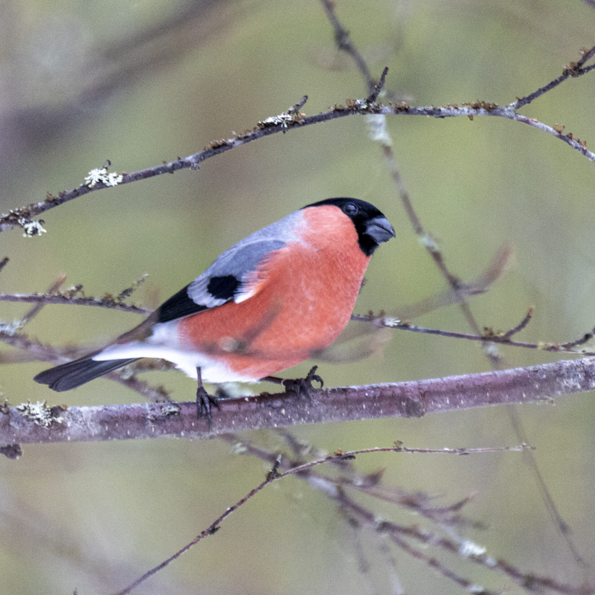Valokuvaaja: Hannu Tikkanen Valokuvaaja: Hannu Tikkanen