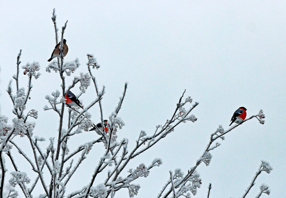 Valokuvaaja: Seppo Kalliomäki