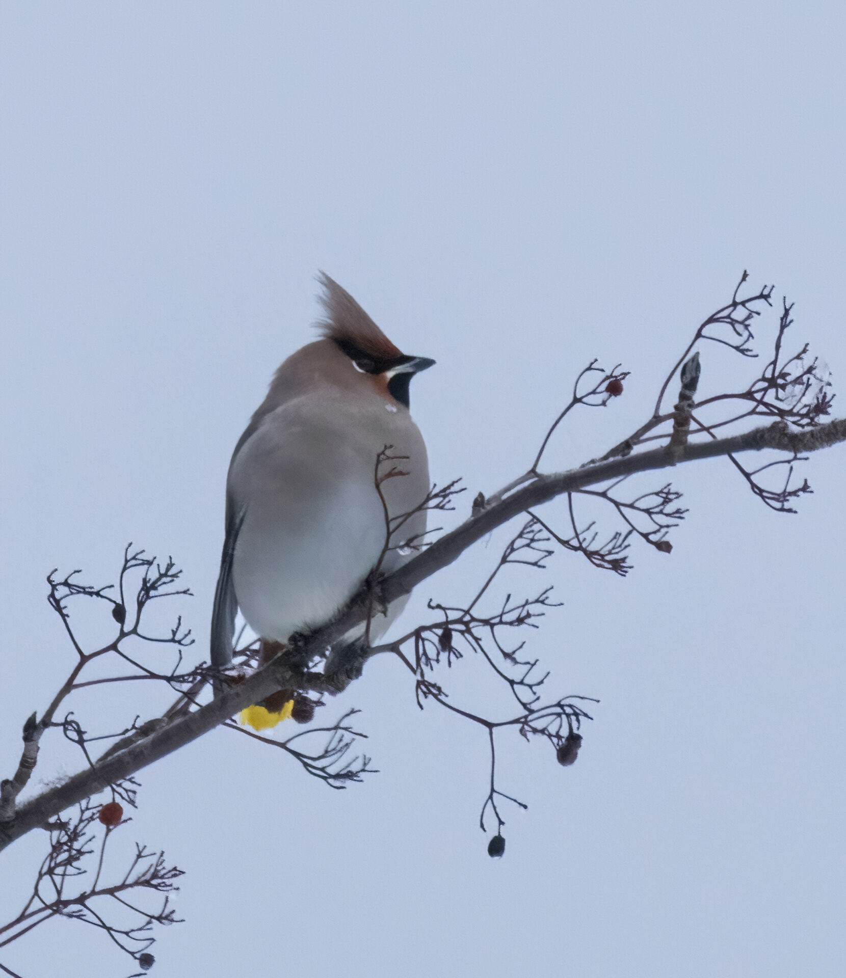 Valokuvaaja: Hannu Tikkanen