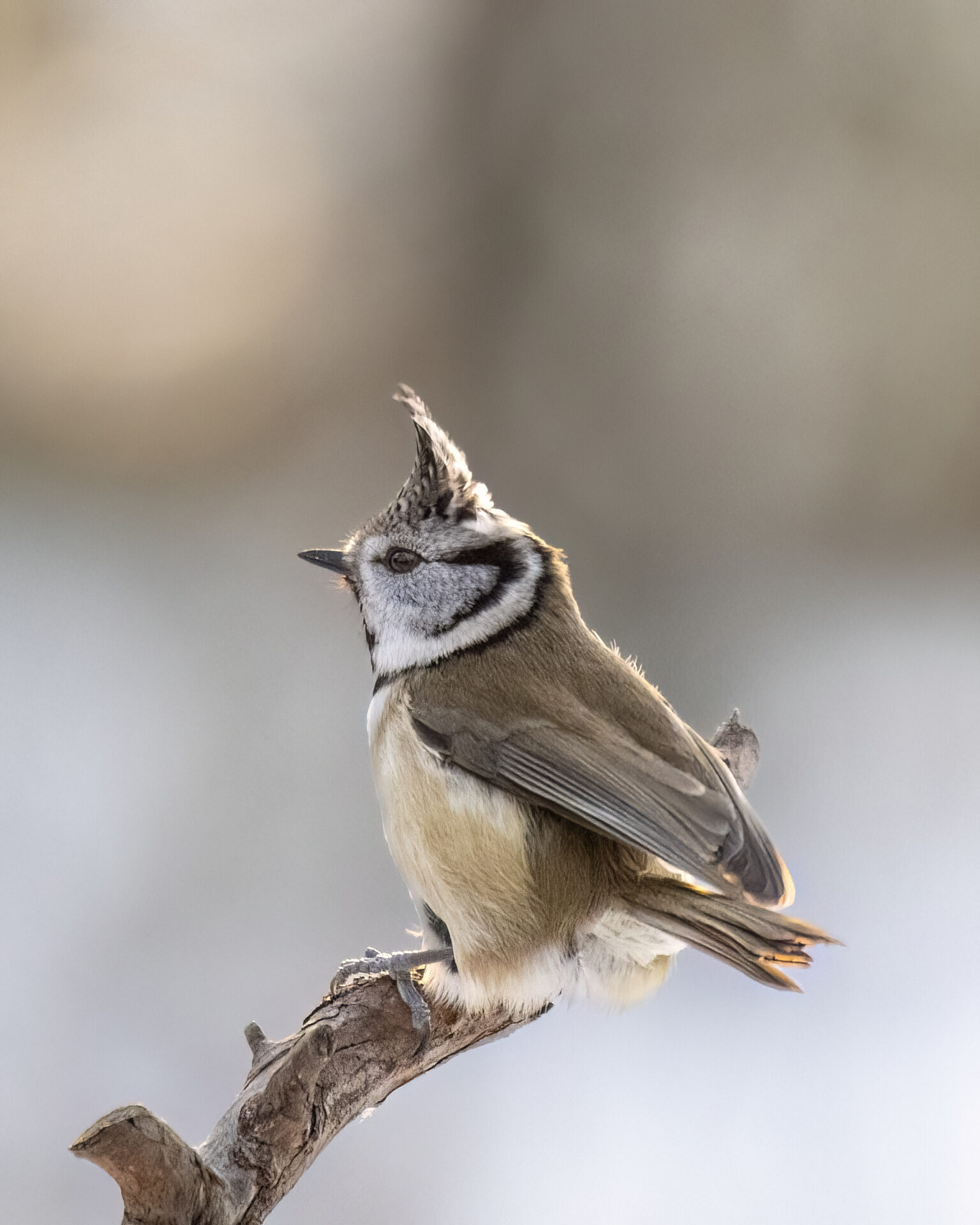 Valokuvaaja: Hannu Tikkanen