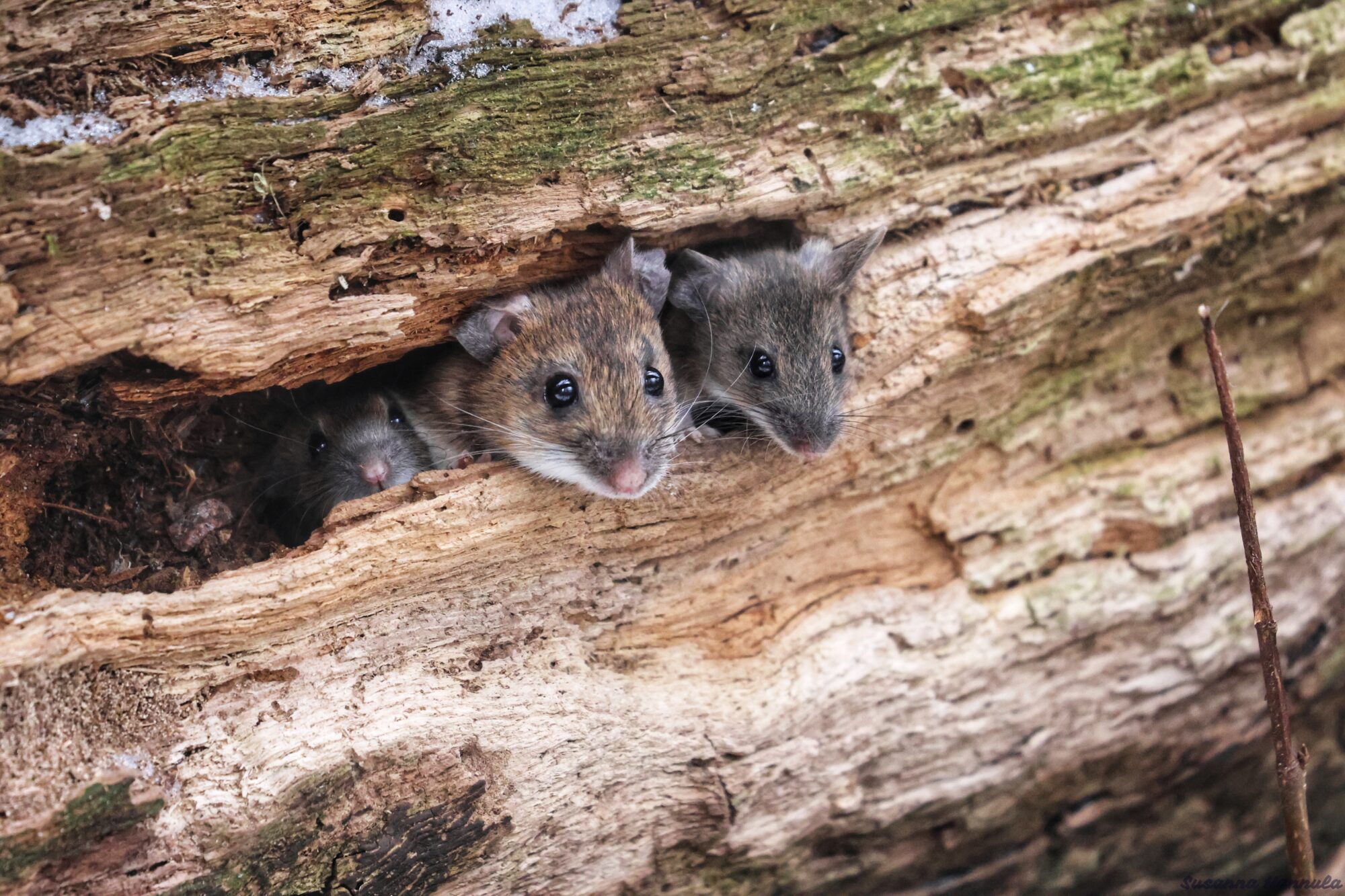 Valokuvaaja: Susanna Hannula