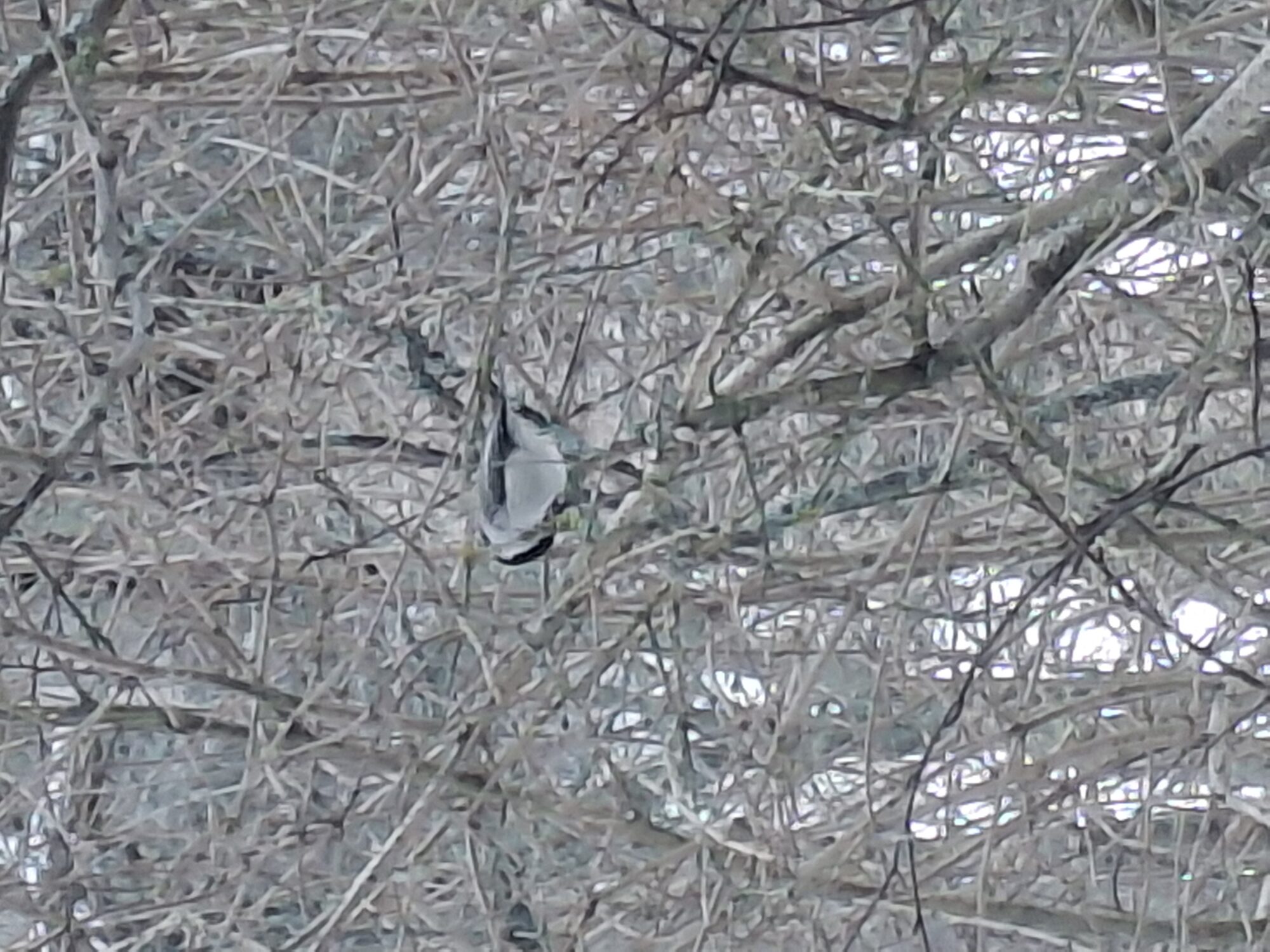 Valokuvaaja: Satu Suuntala