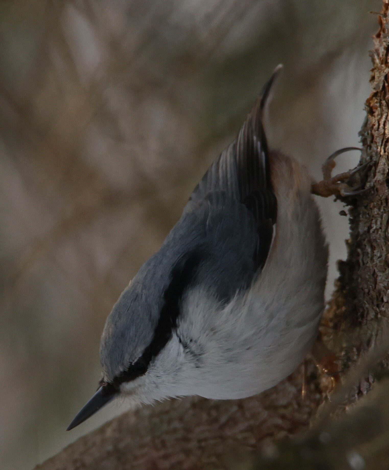 Valokuvaaja: Kaarina Heiskanen