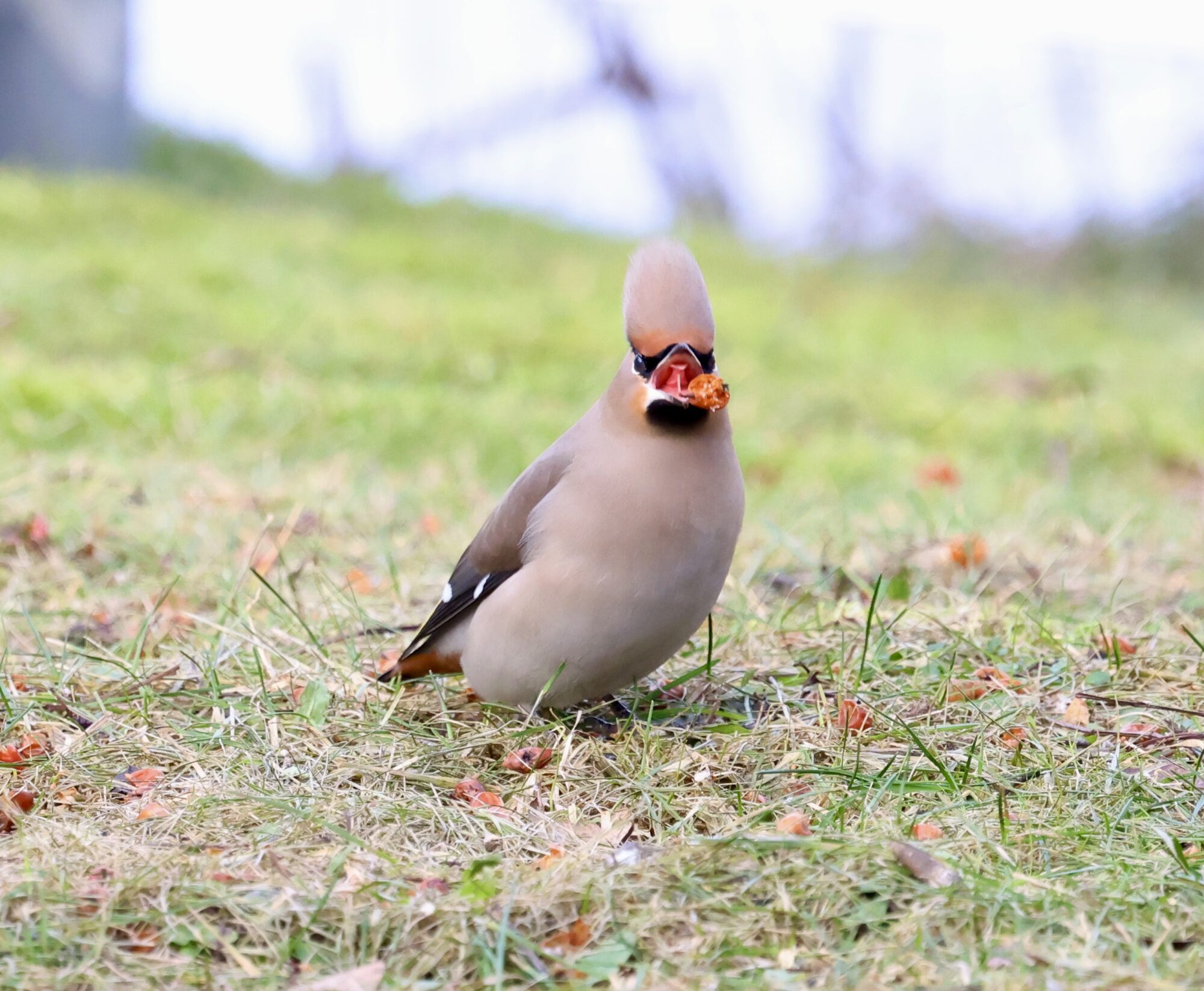Valokuvaaja: Jukka Henriksson
