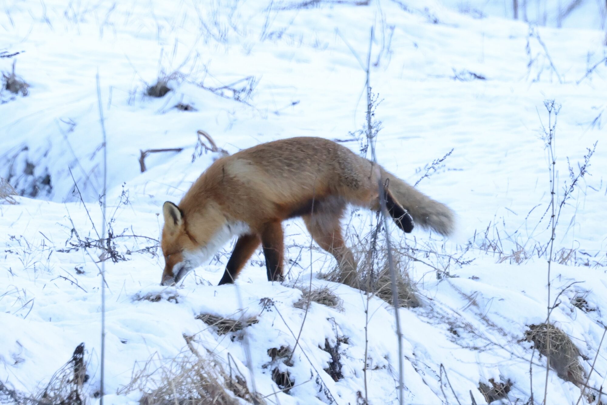 Valokuvaaja: Jukka Henriksson Valokuvaaja: Jukka Henriksson