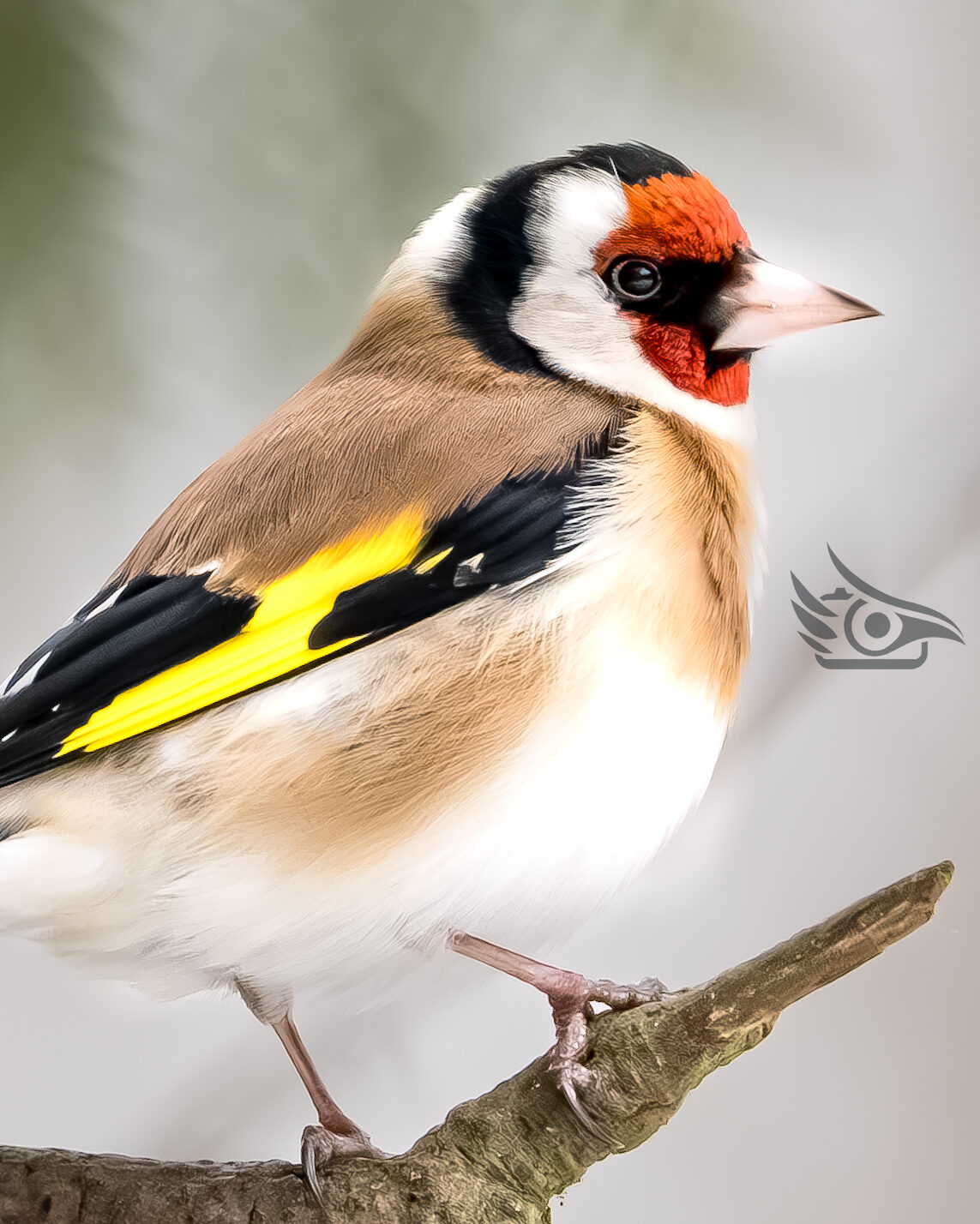 Valokuvaaja: Milla Rannila Valokuvaaja: Milla Rannila