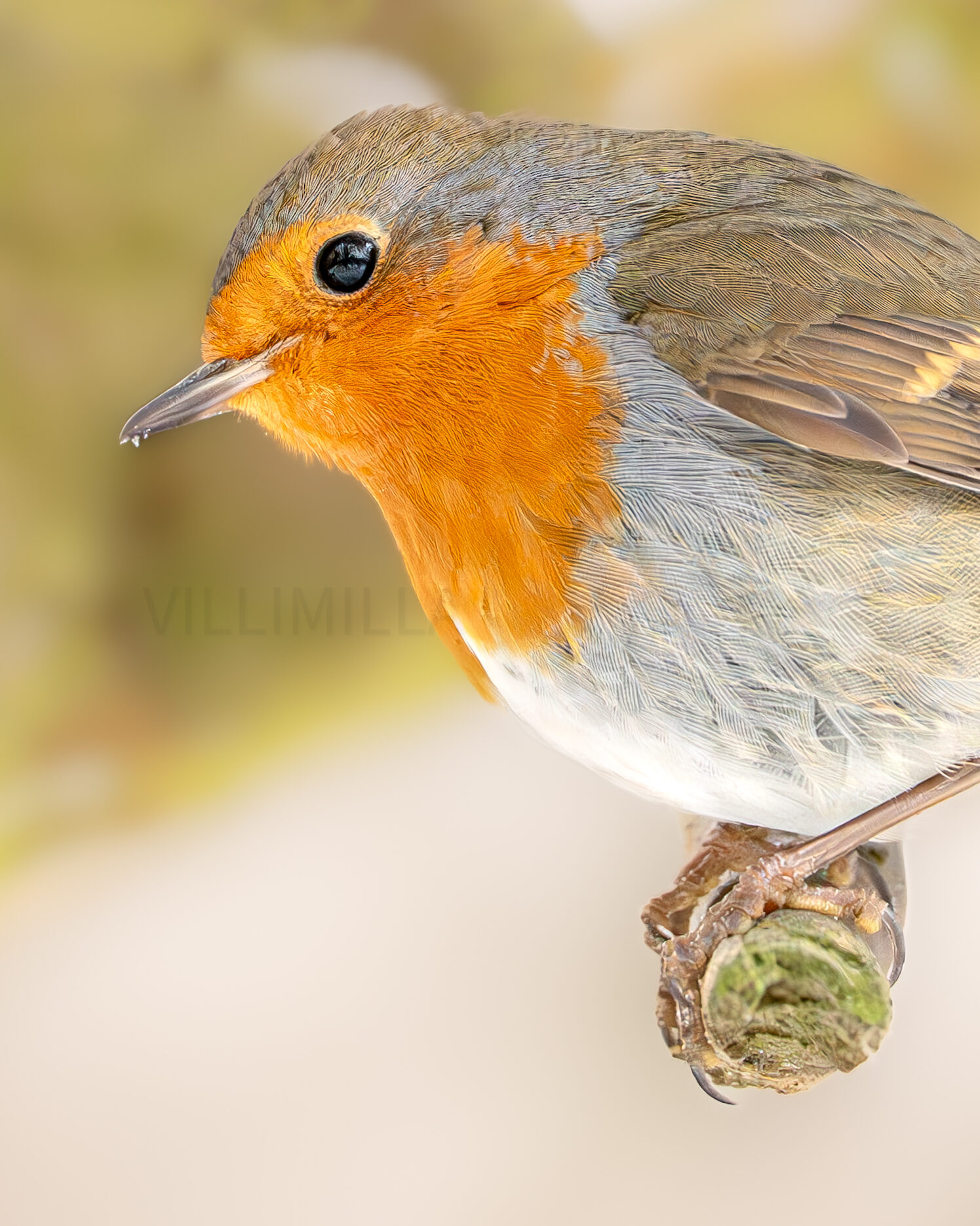 Valokuvaaja: Milla Rannila