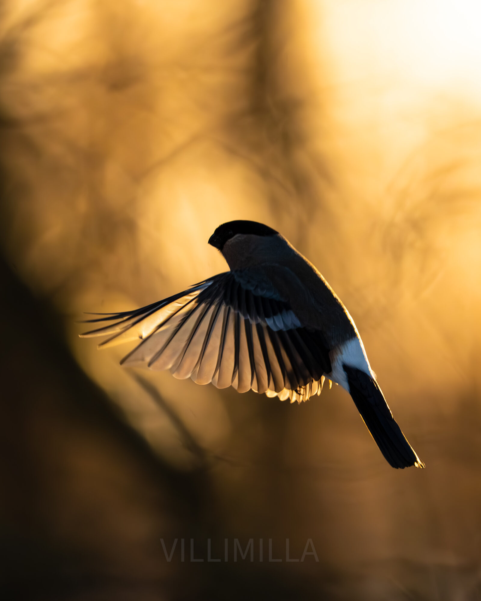 Valokuvaaja: Milla Rannila