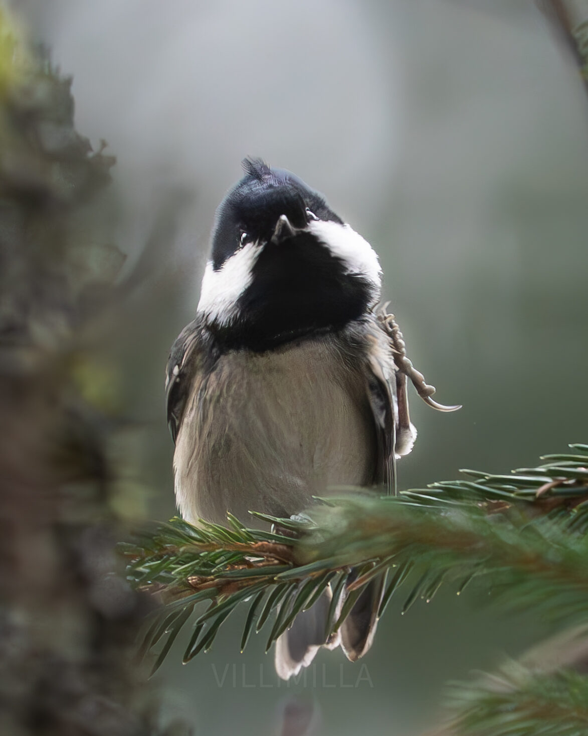 Valokuvaaja: Milla Rannil