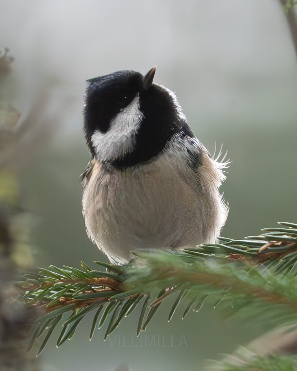 Valokuvaaja: Milla Rannila