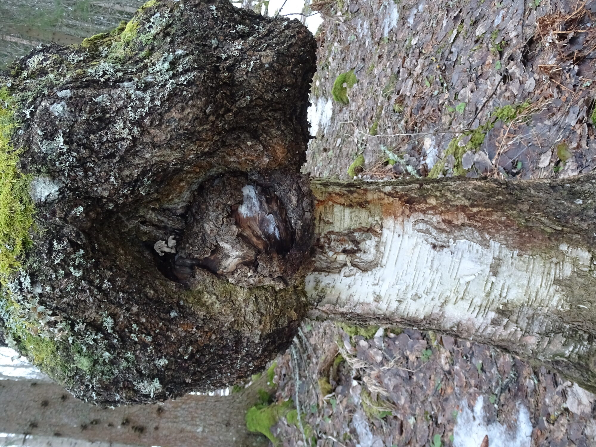 Valokuvaaja: Irja Lehtinen