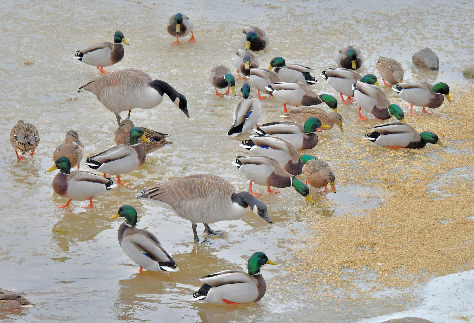 Valokuvaaja: Reijo Juurinen Valokuvaaja: Reijo Juurinen