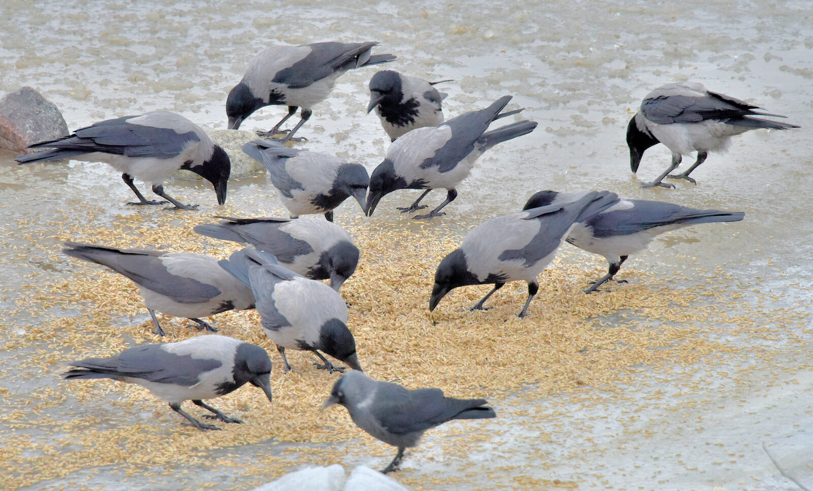 Valokuvaaja: Reijo Juurinen