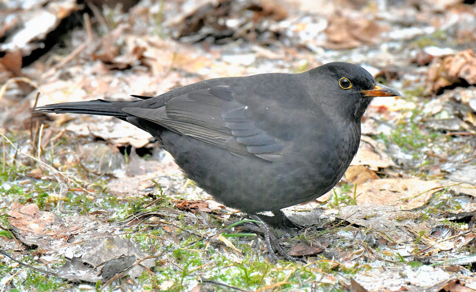 Valokuvaaja: Reijo Juurinen