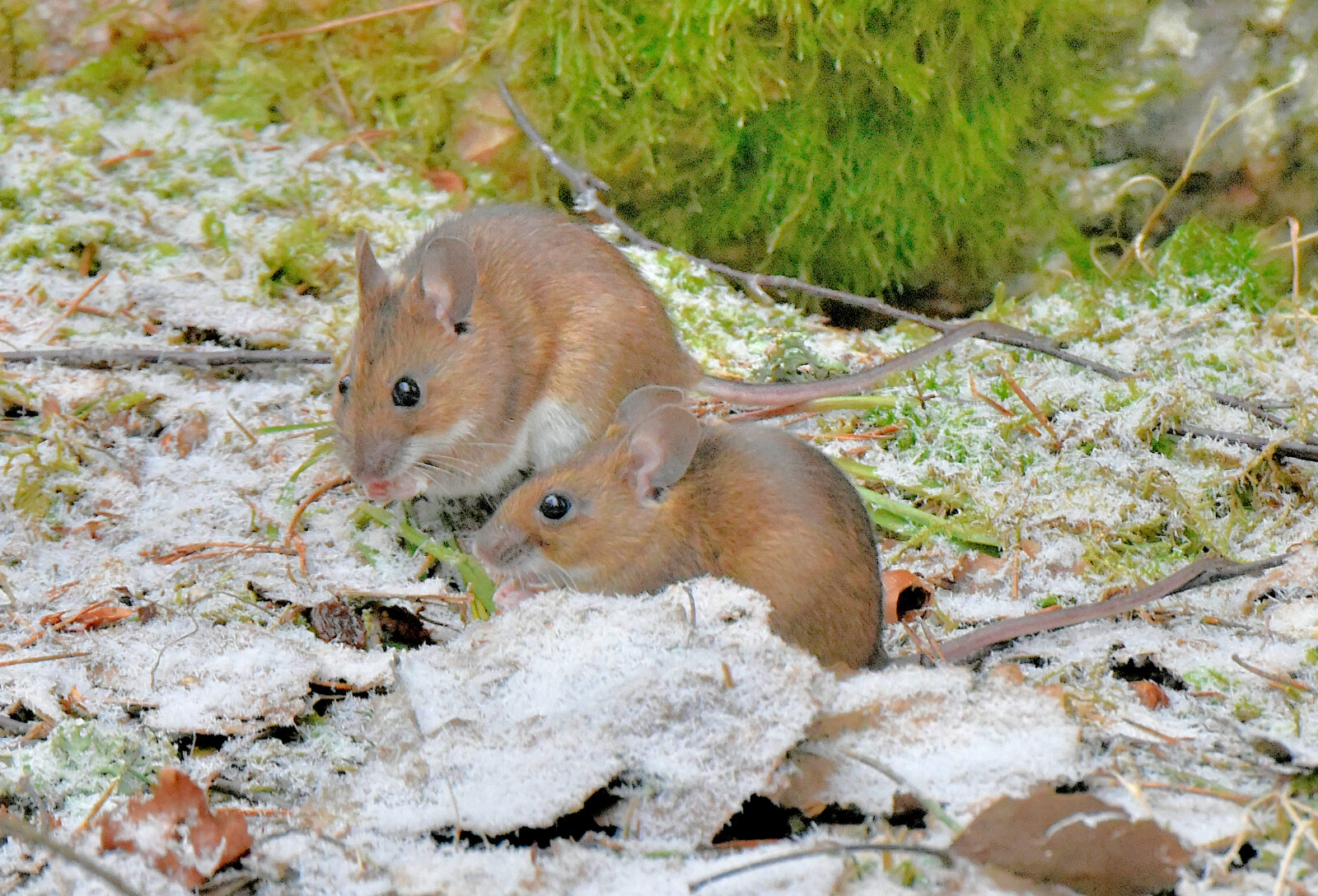 Valokuvaaja: Reijo Juurinen Valokuvaaja: Reijo Juurinen
