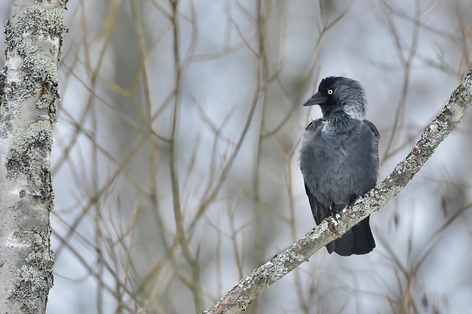 Valokuvaaja: Markku Pelkonen