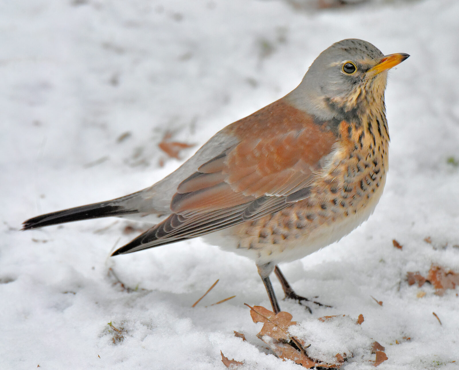 Valokuvaaja: Reijo Juurinen Valokuvaaja: Reijo Juurinen