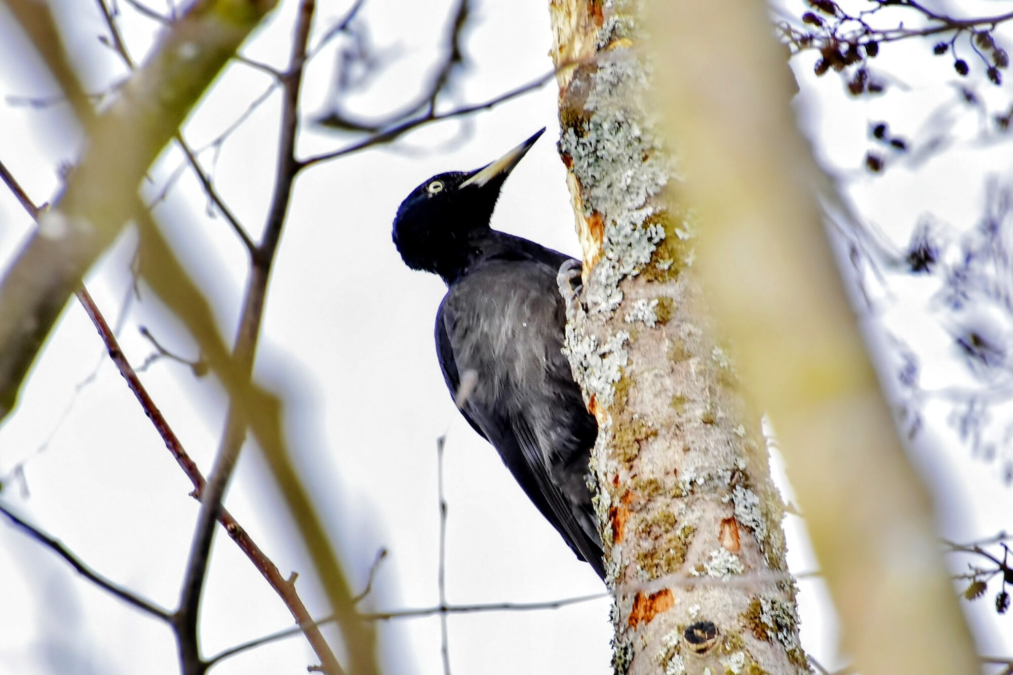 Valokuvaaja: Markku Pelkonen Valokuvaaja: Markku Pelkonen